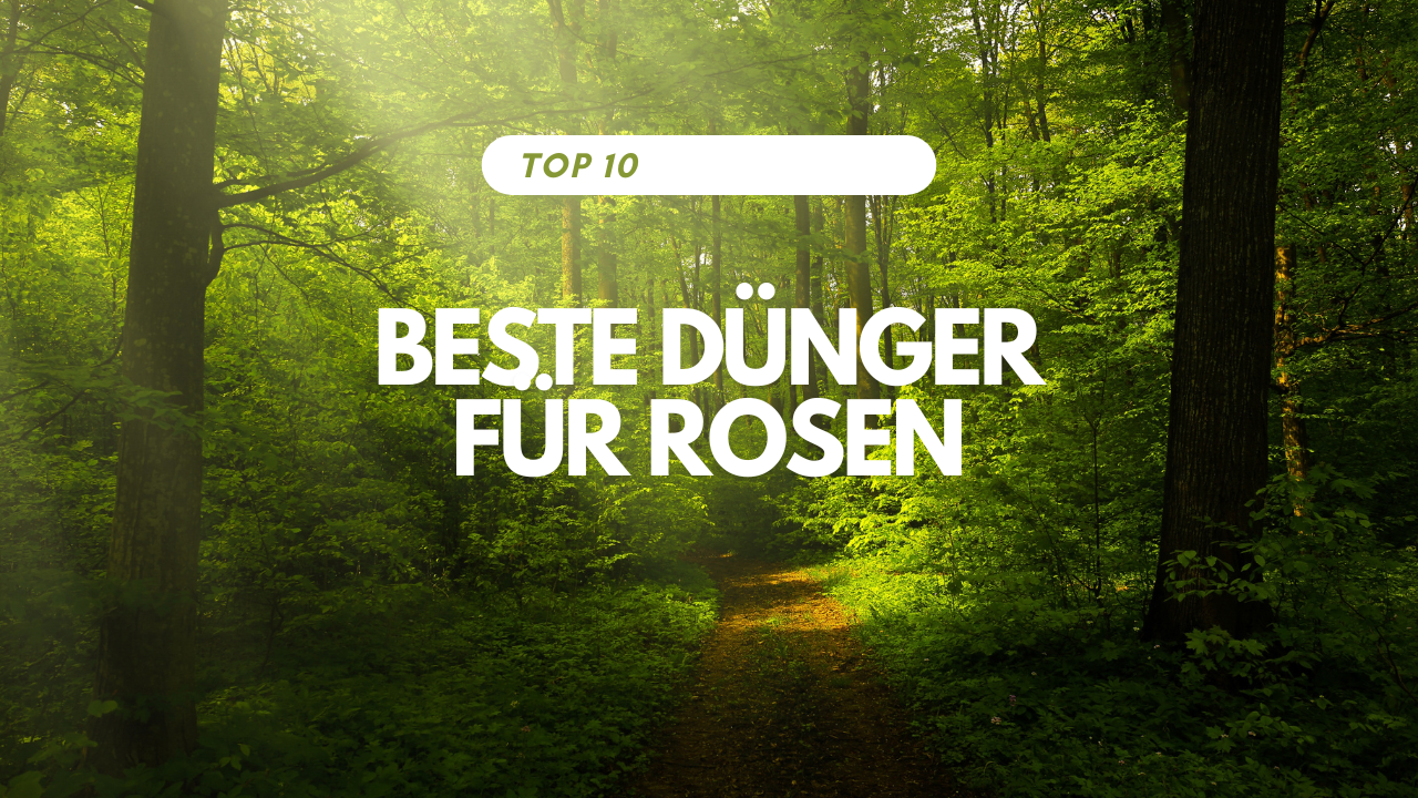 Beste Dünger für Rosen