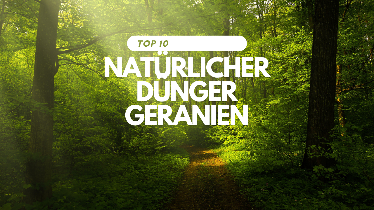 Natürlicher Dünger Geranien