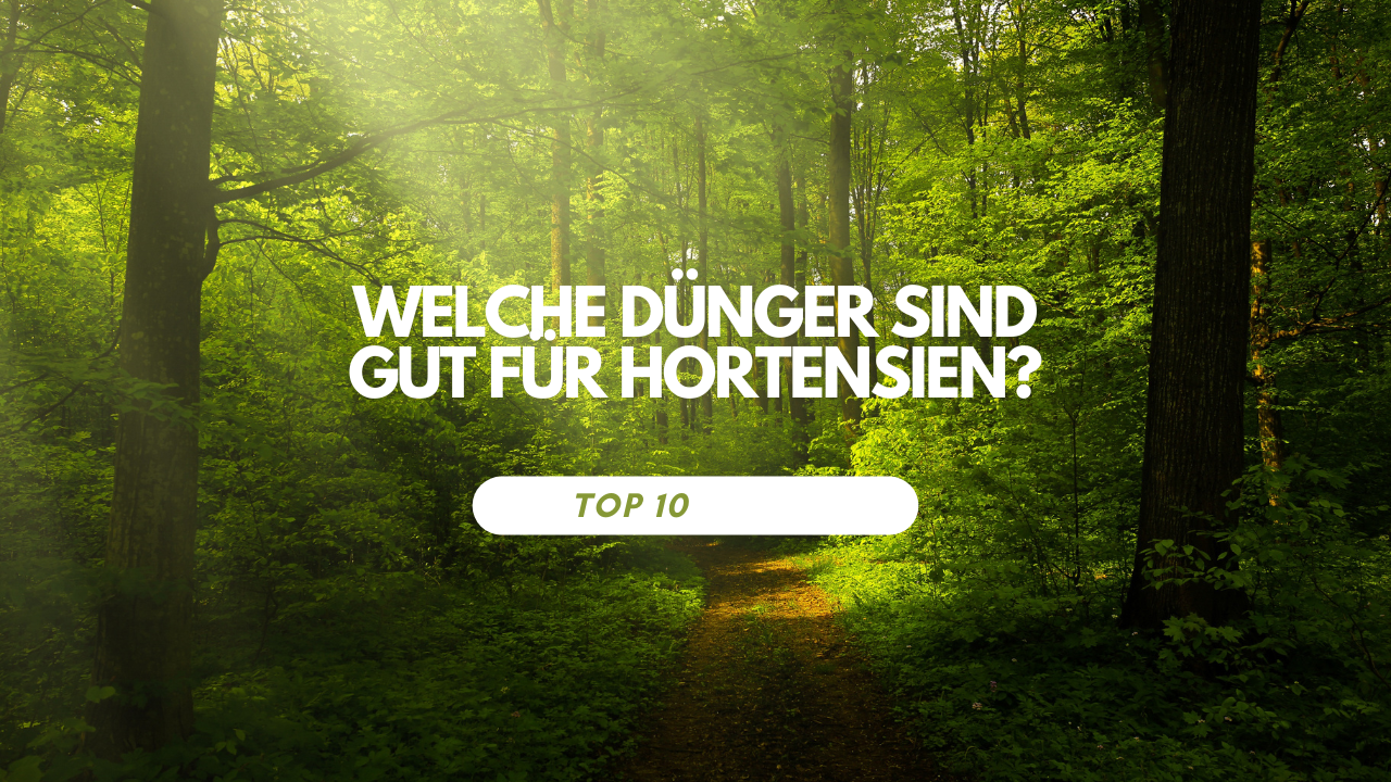 Welche Dünger sind gut für Hortensien?