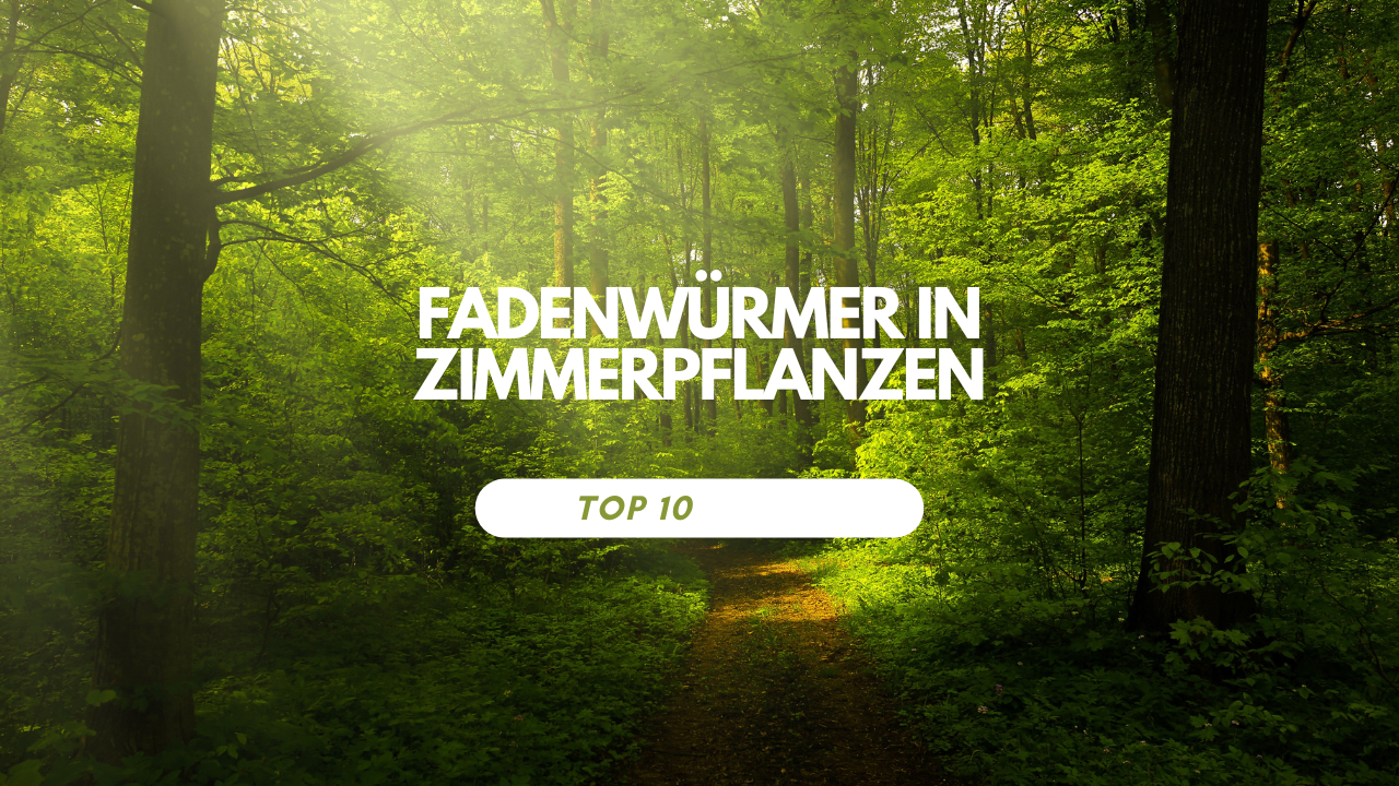Fadenwürmer in Zimmerpflanzen