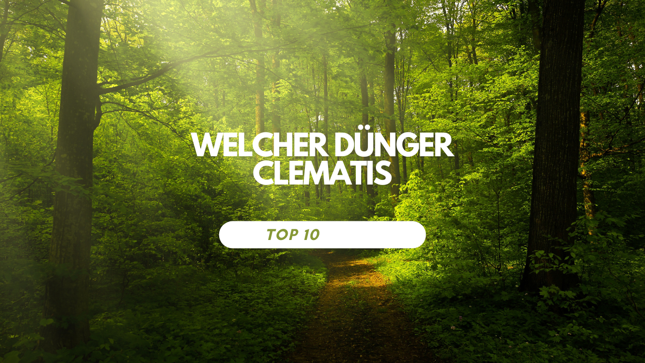 Welcher Dünger Clematis