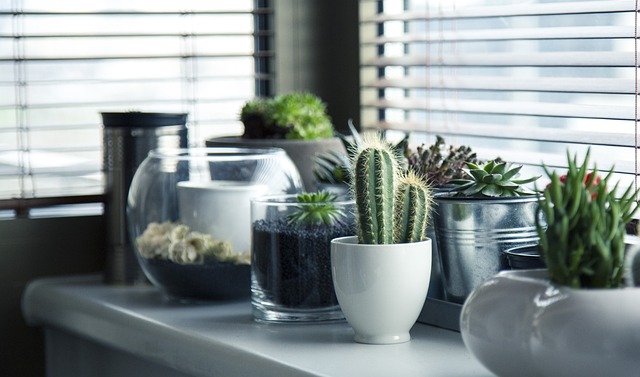 Wilde Rauke säen: Tipps für den erfolgreichen Anbau der aromatischen Pflanze