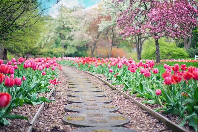 Heilpflanzen Im Garten – Natürliche Hausapotheke – Heilpflanzen im eigenen Garten anbauen und nutzen