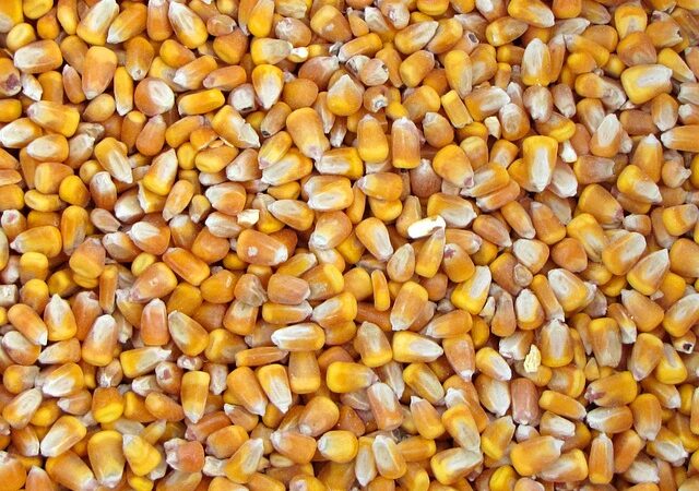 Wann Zuckerschoten Ernten – Wann ist die beste Zeit für die Ernte von Zuckerschoten?