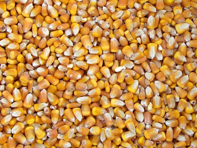 Wann Zuckerschoten Ernten – Wann ist die beste Zeit für die Ernte von Zuckerschoten?