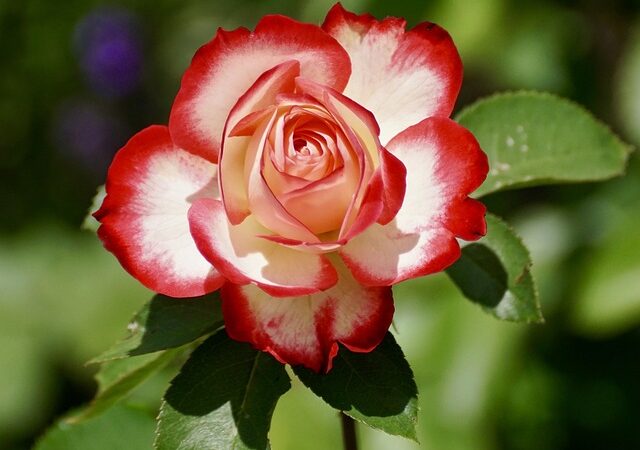 Koriander im Garten: Tipps für den erfolgreichen Anbau und Ernte