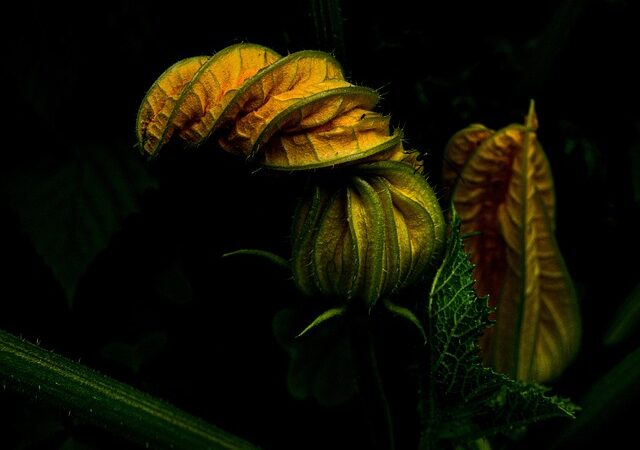 Stangenbohnen Gute Nachbarn – Stangenbohnen: Die perfekten Nachbarn für deinen Gemüsegarten