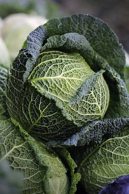 Wie Knoblauch Pflanzen – Riecht gut, schmeckt gut: So gelingt das Anpflanzen von Knoblauch