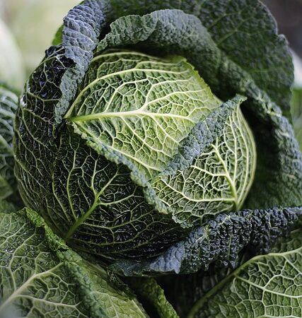 Wann Erntet Man Fenchel – Wann ist die beste Zeit zum Ernten von Fenchel?