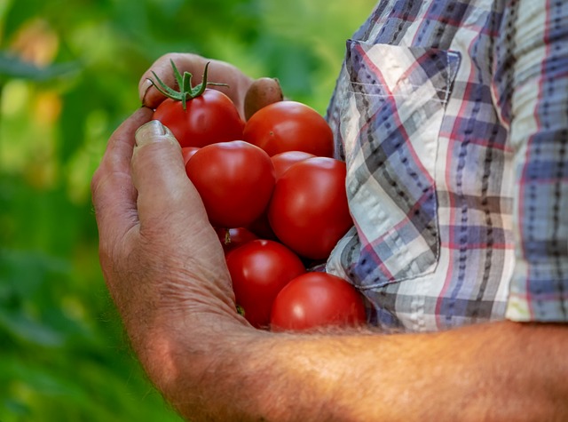 Wann Rote Bete Ernten – Wann ist der beste Zeitpunkt, um Rote Bete zu ernten?
