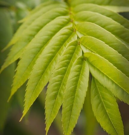 Gurken Ins Freie Pflanzen – Gurken im Freien anbauen: Tipps und Tricks für eine erfolgreiche Ernte