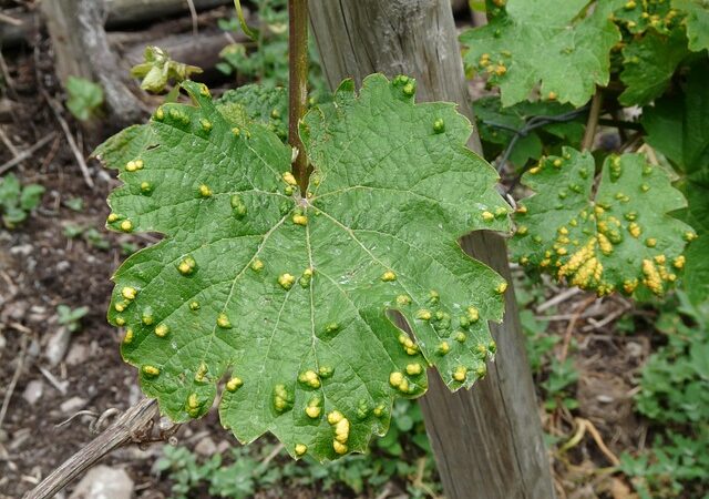 Blütenfäule bei Tomaten: Ursachen, Symptome und Tipps zur Vorbeugung