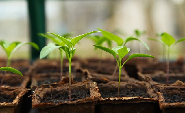 Spinat Wann Ernten – Wann ist der beste Zeitpunkt, um Spinat zu ernten?