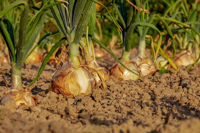 Wann Rosenkohl Pflanzen – Der richtige Zeitpunkt für die Rosenkohl-Pflanzung: Wann sollte man loslegen?