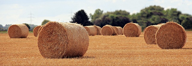 Rhabarber Wann Ernten – Wann ist der beste Zeitpunkt für die Ernte von Rhabarber?
