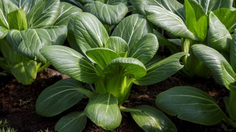 Pak Choi Säen – Tipps für eine erfolgreiche Pak Choi Aussaat: So gelingt das Säen des trendigen Gemüses